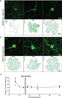 Light activation of the dopaminergic system occurs after eye-opening in the mouse retina